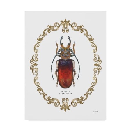 James Wiens 'Adorning Coleoptera I' Canvas Art,35x47